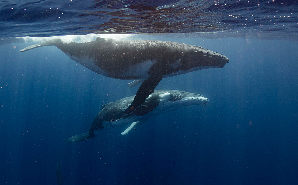 La Phocéenne de Cosmétique oeuvre à la protection de la biodiversité marine