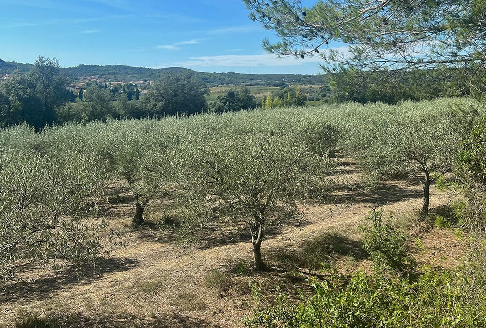 oliveraie du Moulin de Cante Perdrix