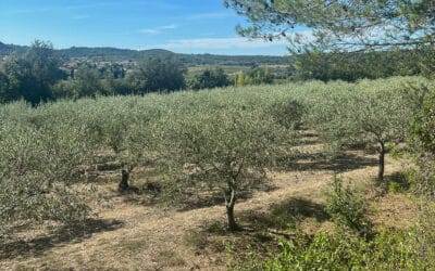 Carrefour France et La Phocéenne de Cosmétique