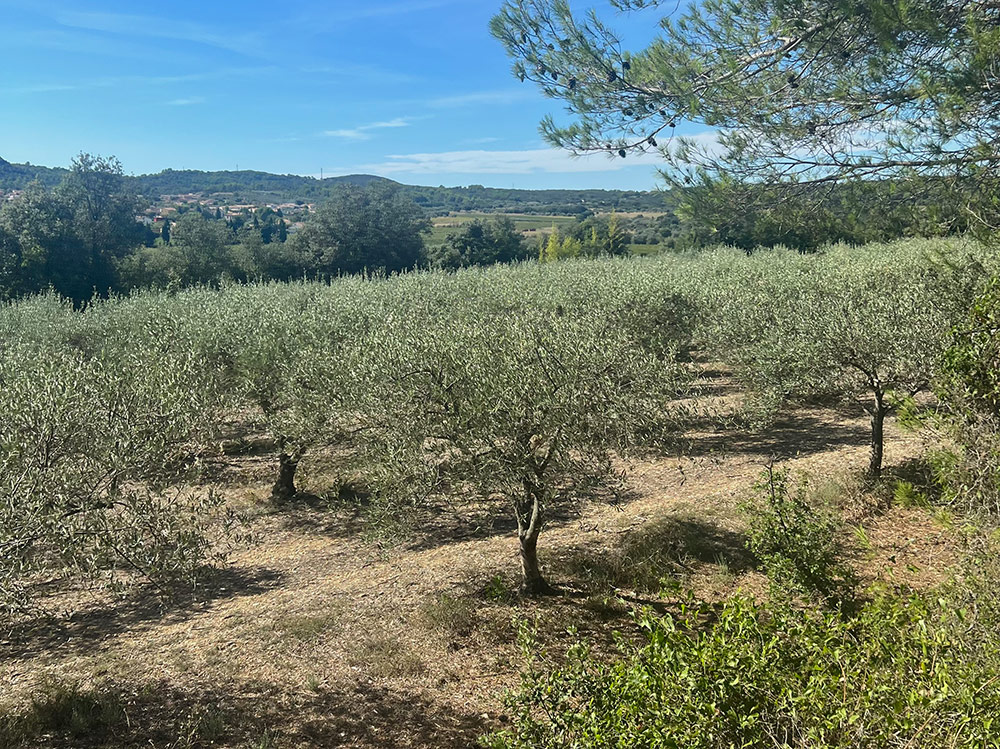 oliveraie du Moulin de Cante Perdrix